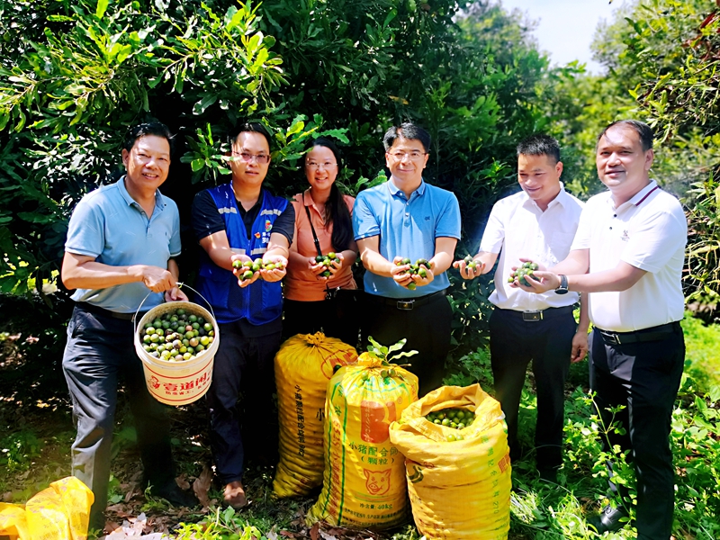 考察同良村夏威夷堅(jiān)果種植情況.jpg